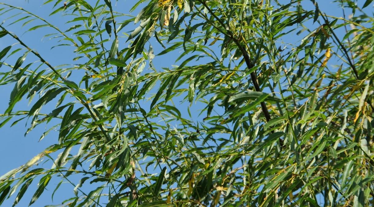 Vrba špičatolistá 'Pendulifolia' - Salix acutifolia 'Pendulifolia'