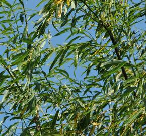 Vrba špičatolistá 'Pendulifolia' - Salix acutifolia 'Pendulifolia'