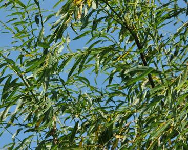 Vrba špičatolistá 'Pendulifolia'