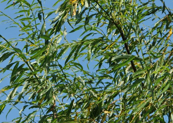 Vrba špičatolistá 'Pendulifolia' - Salix acutifolia 'Pendulifolia'
