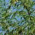 vrba-spicatolista-pendulifolia.jpg