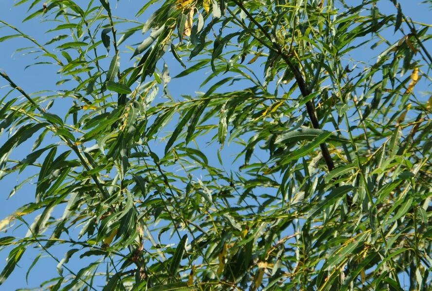 Vrba špičatolistá 'Pendulifolia' - Salix acutifolia 'Pendulifolia'