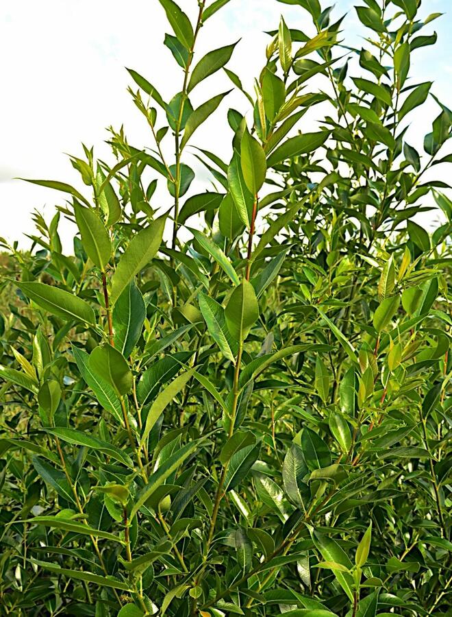 Vrba pětimužná - Salix pentandra