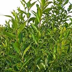 Vrba pětimužná - Salix pentandra