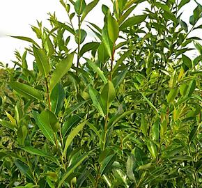 Vrba pětimužná - Salix pentandra