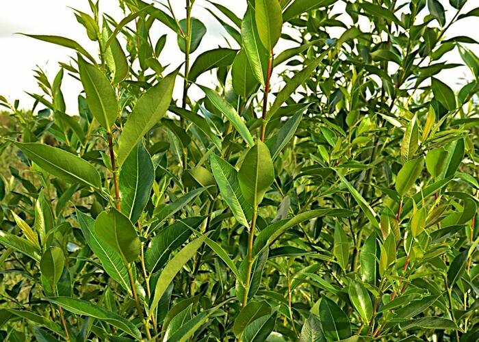 Vrba pětimužná - Salix pentandra