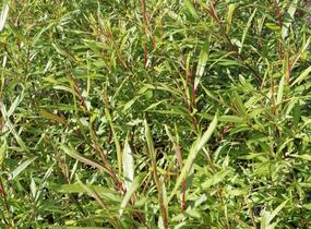Vrba Smithova - Salix smithiana