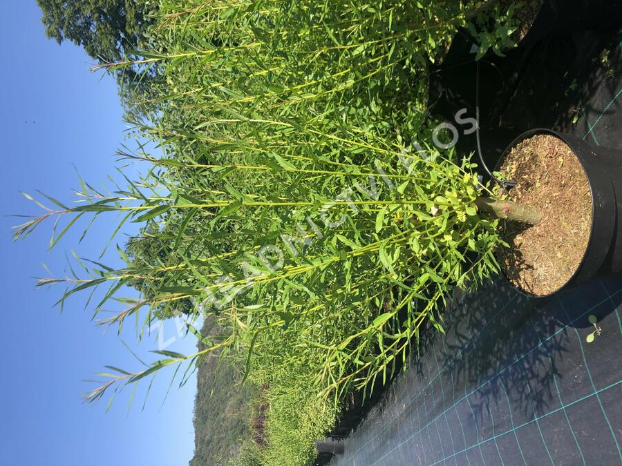 Vrba Smithova - Salix smithiana