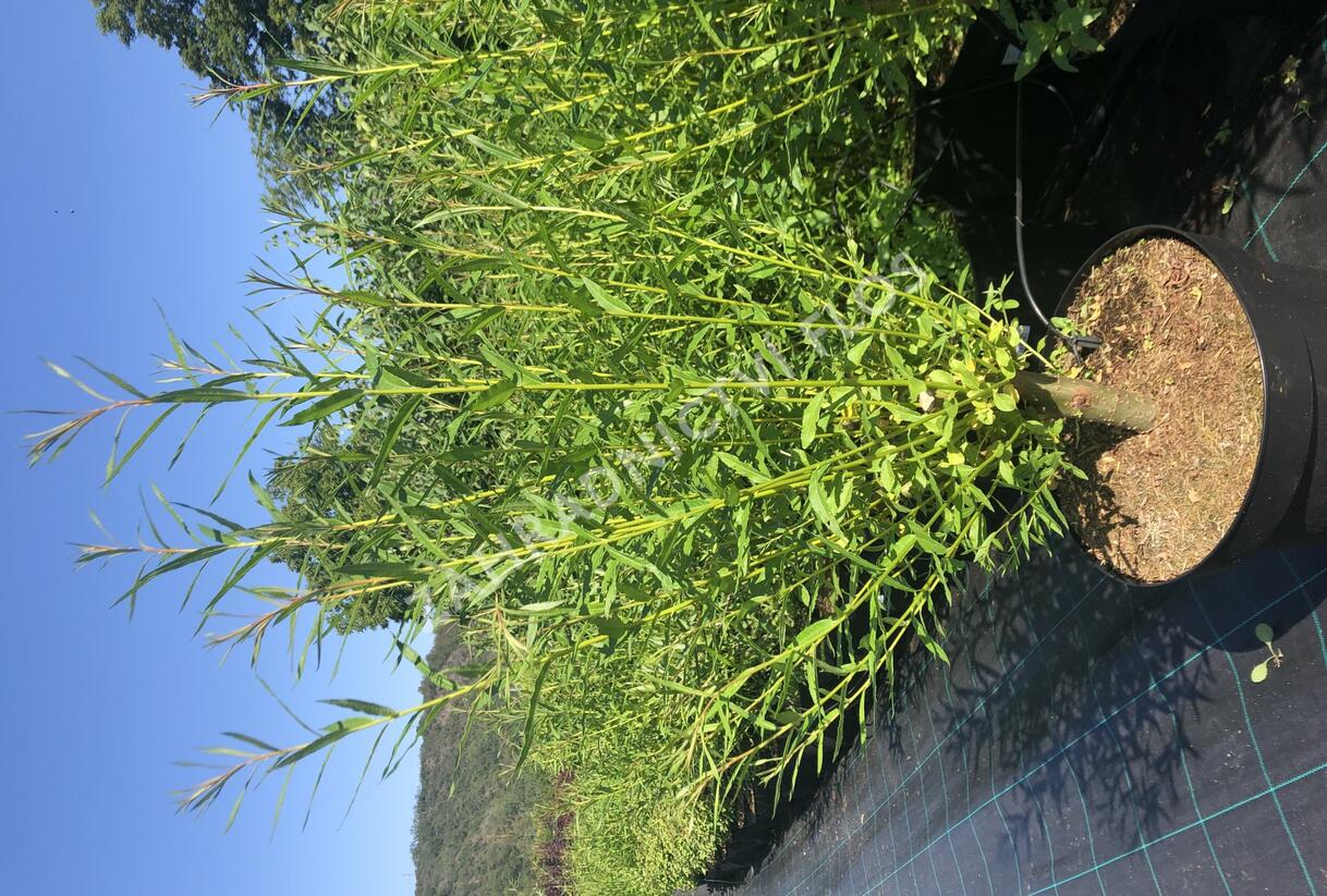 Vrba Smithova - Salix smithiana