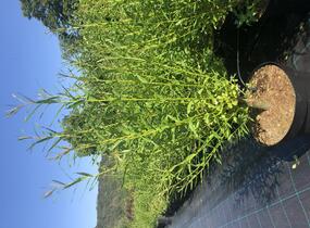 Vrba Smithova - Salix smithiana