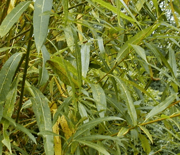 Vrba lýkovcová - Salix daphnoides