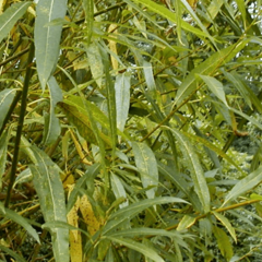 Vrba lýkovcová - Salix daphnoides
