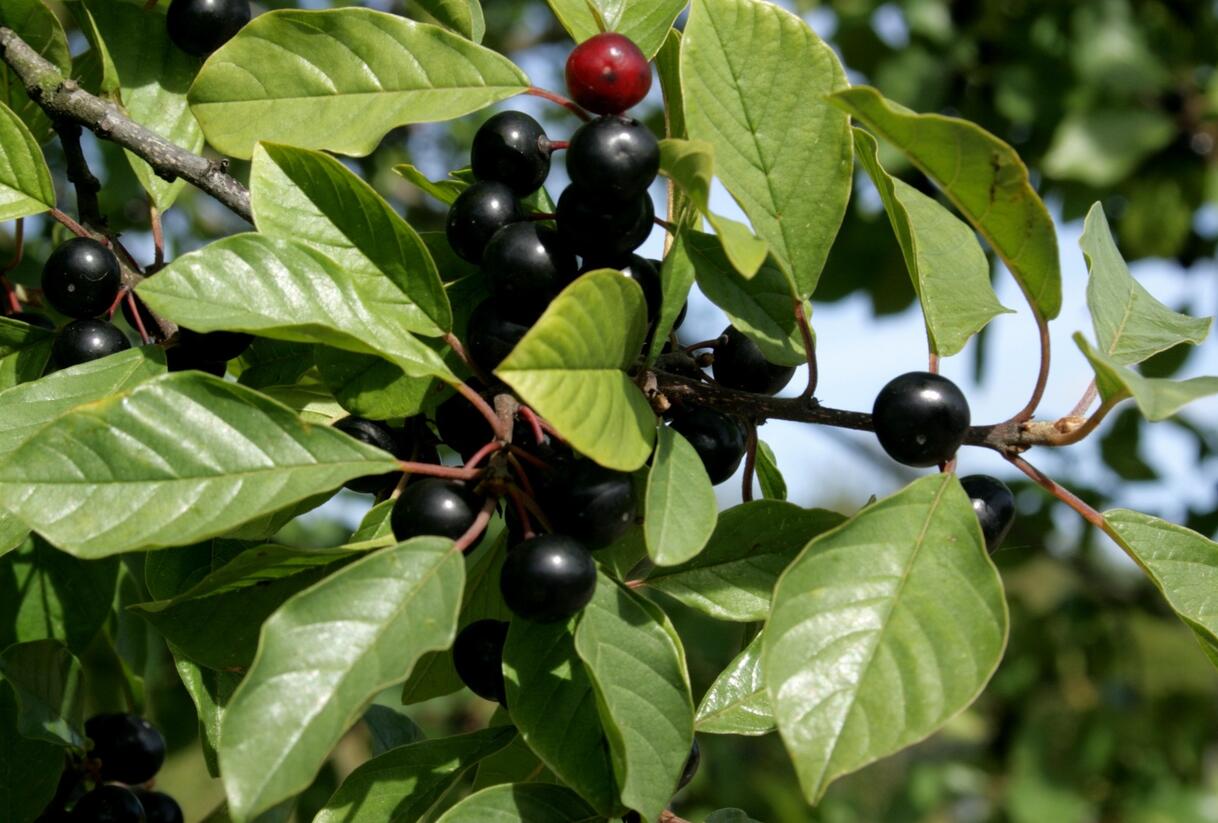 Krušina olšová - Rhamnus frangula