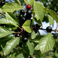 Krušina olšová - Rhamnus frangula