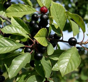 Krušina olšová - Rhamnus frangula