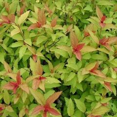 Tavolník japonský 'Sparkling Carpet' - Spiraea japonica 'Sparkling Carpet'