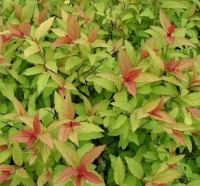 Tavolník japonský 'Sparkling Carpet' - Spiraea japonica 'Sparkling Carpet'