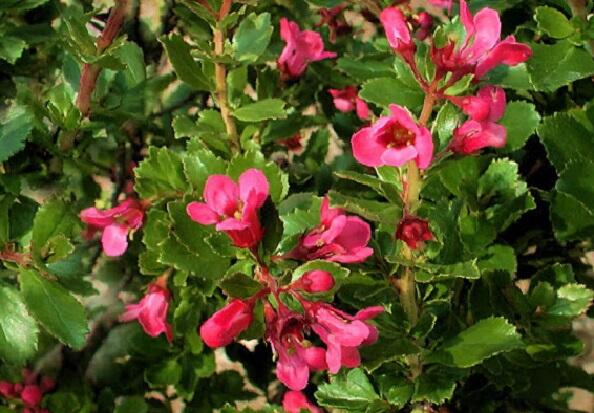 Zábluda 'Dart's Rosy Red' - Escallonia 'Dart's Rosy Red'