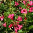 Zábluda 'Dart's Rosy Red' - Escallonia 'Dart's Rosy Red'