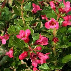 Zábluda 'Dart's Rosy Red' - Escallonia 'Dart's Rosy Red'