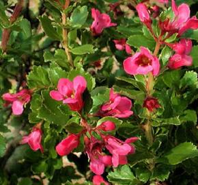 Zábluda 'Dart's Rosy Red' - Escallonia 'Dart's Rosy Red'