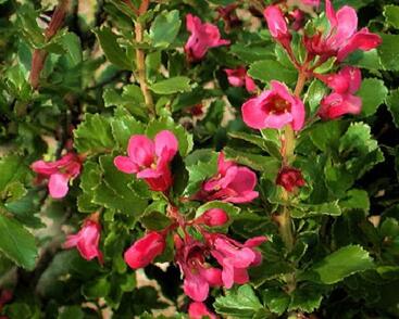 Zábluda 'Dart's Rosy Red'