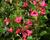Zábluda 'Dart's Rosy Red'