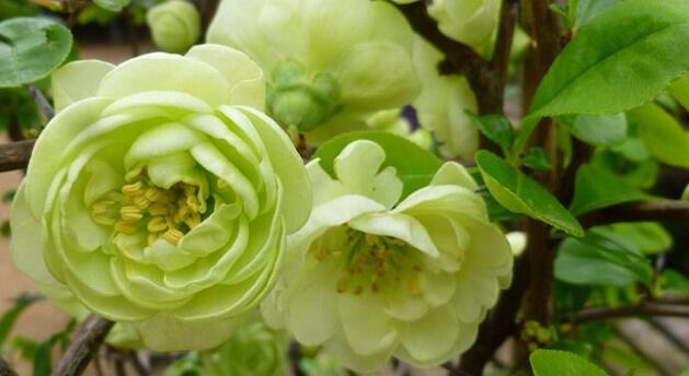 Kdoulovec lahvicovitý 'Kinshiden' - Chaenomeles speciosa 'Kinshiden'