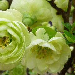 Kdoulovec lahvicovitý 'Kinshiden' - Chaenomeles speciosa 'Kinshiden'