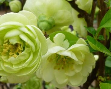 Kdoulovec lahvicovitý 'Kinshiden'