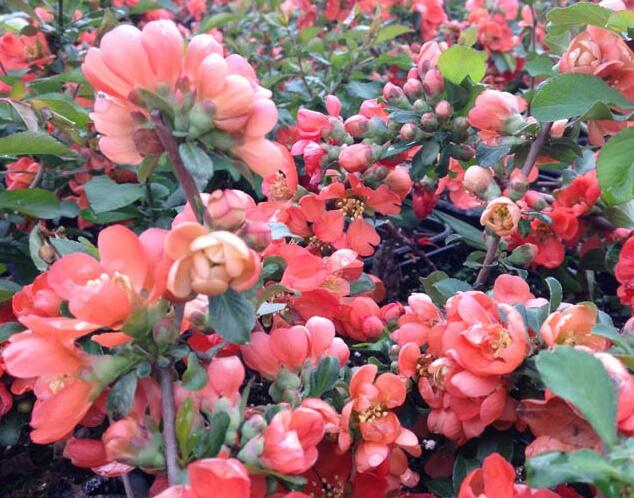 Kdoulovec japonský 'Cido' - Chaenomeles japonica 'Cido'