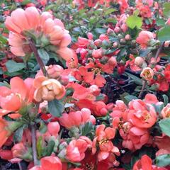 Kdoulovec japonský 'Cido' - Chaenomeles japonica 'Cido'