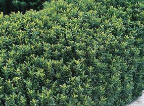 Brslen japonský 'Green Spire' - Euonymus japonicus 'Green Spire'