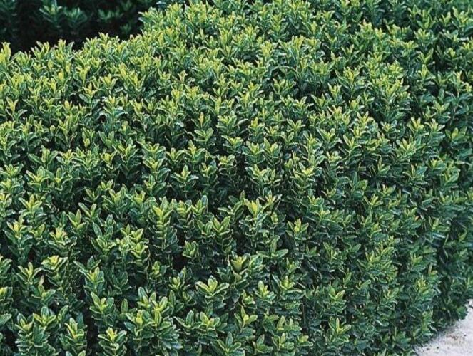 Brslen Fortuneův 'Green Spire' - Euonymus fortunei 'Green Spire'