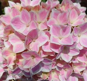 Hortenzie velkolistá 'You & Me Peppermint' - Hydrangea macrophylla 'You & Me Peppermint'
