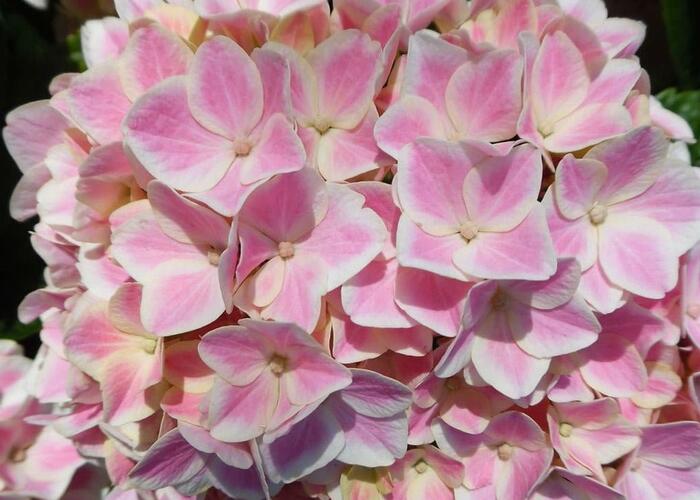Hortenzie velkolistá 'You & Me Peppermint' - Hydrangea macrophylla 'You & Me Peppermint'