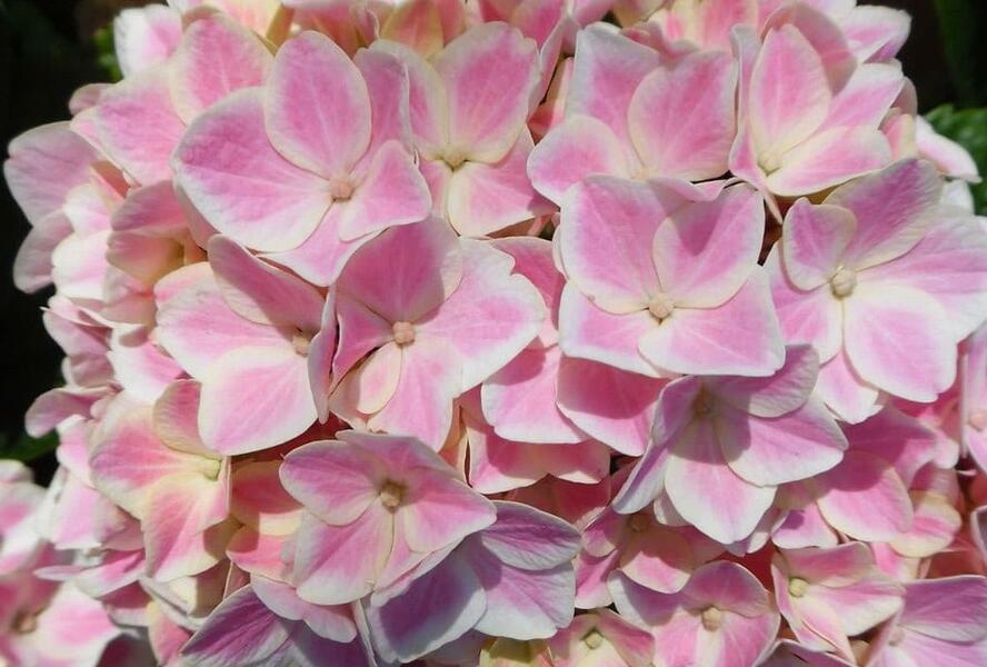 Hortenzie velkolistá 'You & Me Peppermint' - Hydrangea macrophylla 'You & Me Peppermint'