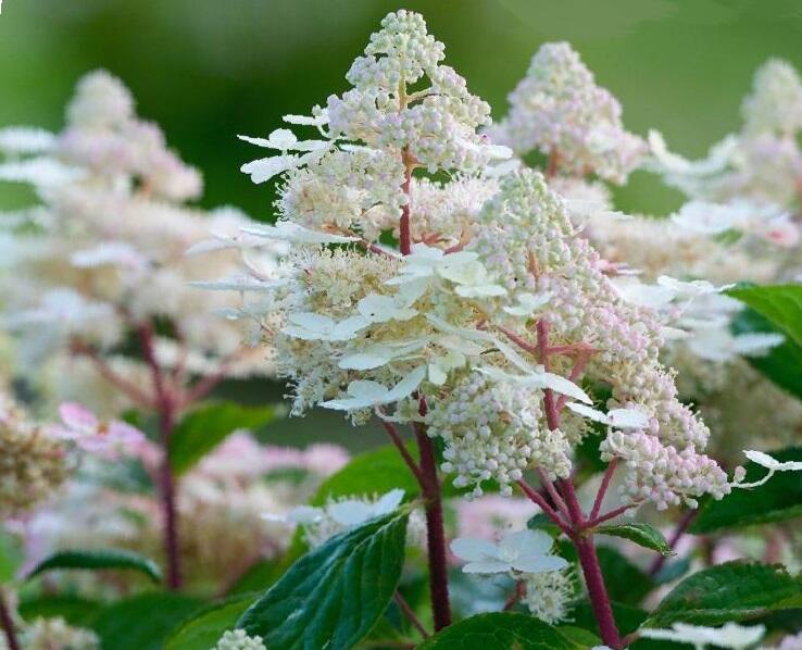 Hortenzie latnatá 'Early Harry' - Hydrangea paniculata 'Early Harry'