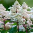 Hortenzie latnatá 'Early Harry' - Hydrangea paniculata 'Early Harry'