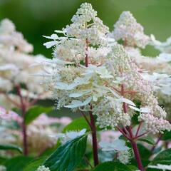 Hortenzie latnatá 'Early Harry' - Hydrangea paniculata 'Early Harry'