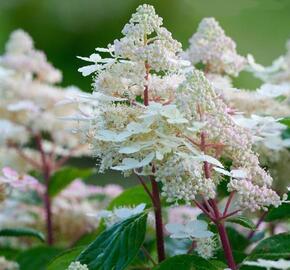 Hortenzie latnatá 'Early Harry' - Hydrangea paniculata 'Early Harry'