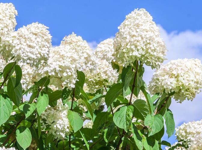 Hortenzie latnatá 'Little Spooky' - Hydrangea paniculata 'Little Spooky'