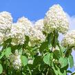 Hortenzie latnatá 'Little Spooky' - Hydrangea paniculata 'Little Spooky'