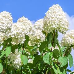 Hortenzie latnatá 'Little Spooky' - Hydrangea paniculata 'Little Spooky'