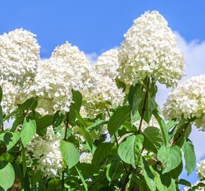 Hortenzie latnatá 'Little Spooky' - Hydrangea paniculata 'Little Spooky'