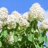 hortenzie-latnata-little-spoky.jpg