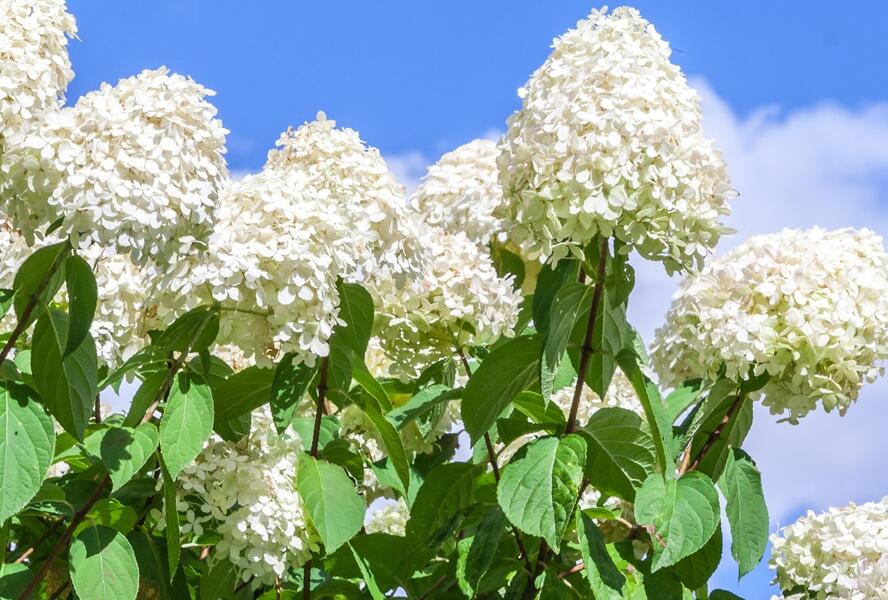 Hortenzie latnatá 'Little Spooky' - Hydrangea paniculata 'Little Spooky'