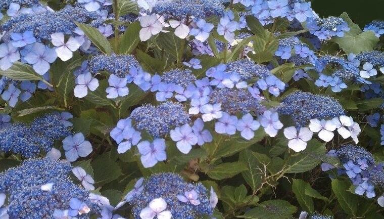 Hortenzie pilovitá 'Veerle' - Hydrangea serrata 'Veerle'