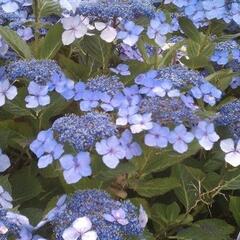 Hortenzie pilovitá 'Veerle' - Hydrangea serrata 'Veerle'