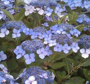 Hortenzie pilovitá 'Veerle' - Hydrangea serrata 'Veerle'